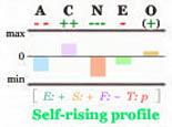 Self-rising Big Five personality profile.