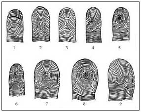 Purkinje's 9 fingerprint patterns.