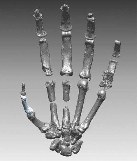 Ardiphitecus ramidus: the hand of Ardi.