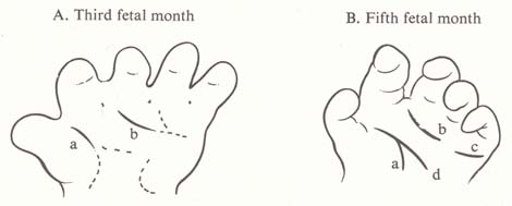 Order of appearance in the 'primary palm creases'.