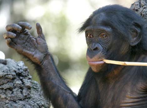 Hand lines in a bonobo.