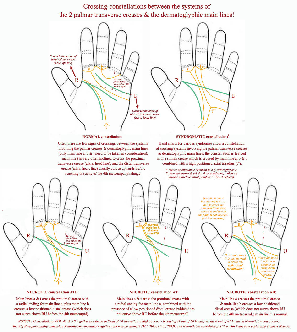 Crossing-constellations between the systems of the 2 palmar transverse creases & the dermatoglyphic main lines.
