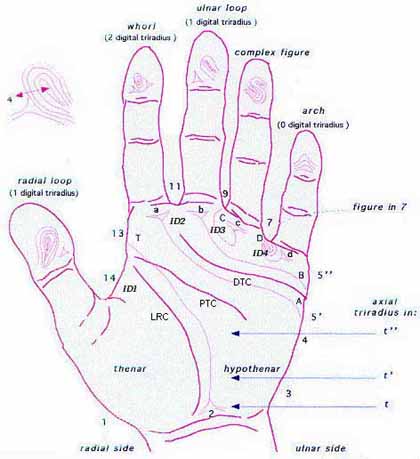 Fingerprints & palmar dermatoglyphics