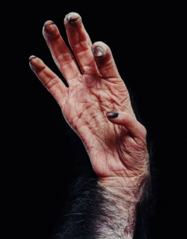 Palmar creases of a chimpanzee.