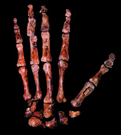 The right hand of an early humanoid - fosile presented by Wesley Niewhoener.