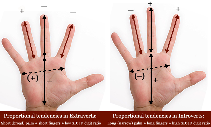 Hand shape & finger length proportions in Extraversion & Introversion.