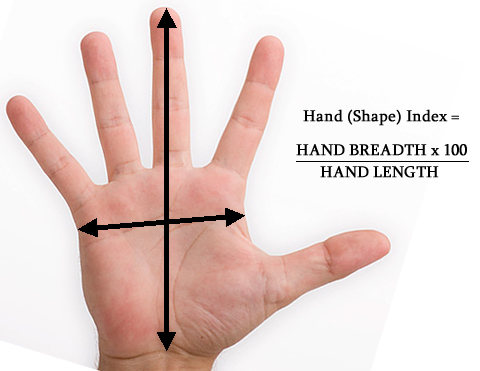 Low hand index: palm breadth vs. hand length is low.