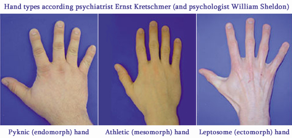 The 3 hand types according Ernst Kretschmer & William Herbert Sheldon.
