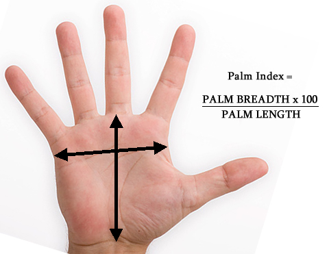 Palm (shape) index: how to measure the palm shape via palm breadth & palm length.