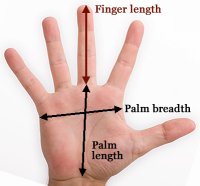 Finger length measurement.