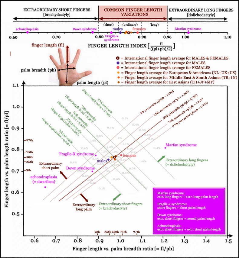 Finger length variations.