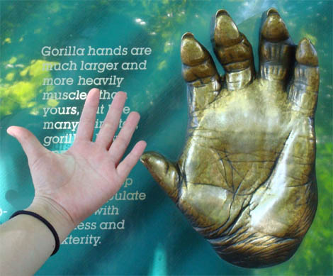 The hand cast of a gorilla.