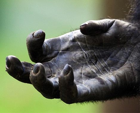 The hand lines of a gorilla.