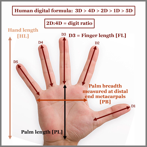 Finger length proportions & 2d:4d digit ratio.