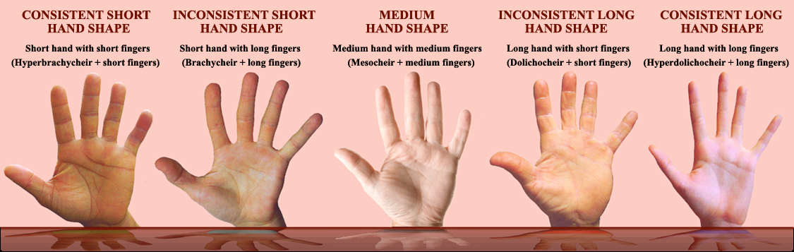 Hand shape examples.
