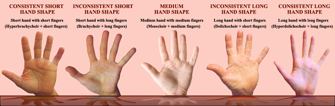 Elemental hand shapes: the concepts.