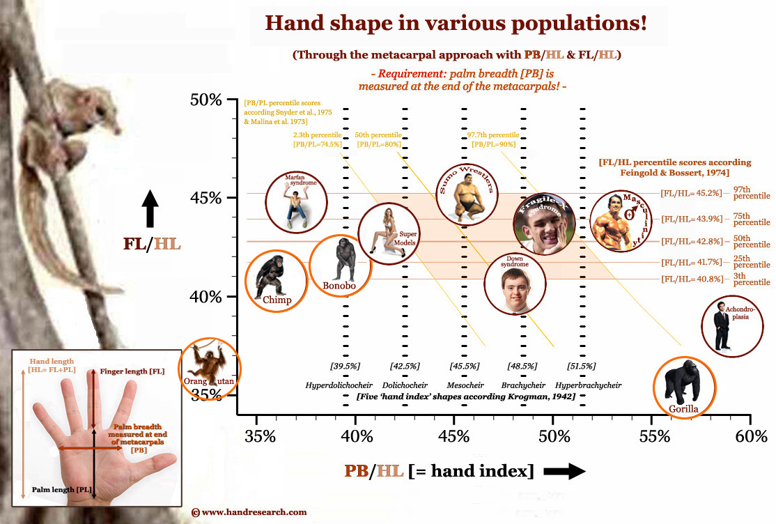 Hand shapes in various populatons.