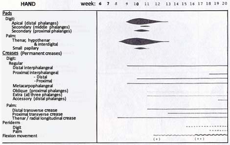 Timeline for embryologic hand development.