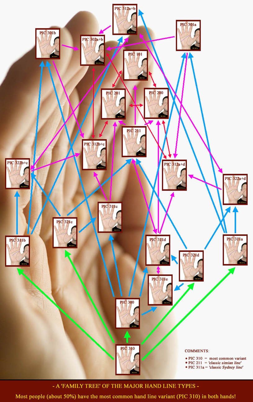 The family tree of the major hand lines.