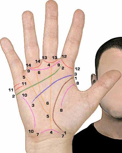 An overview of the palmar hand lines.