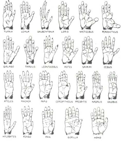 The hands of primate species.