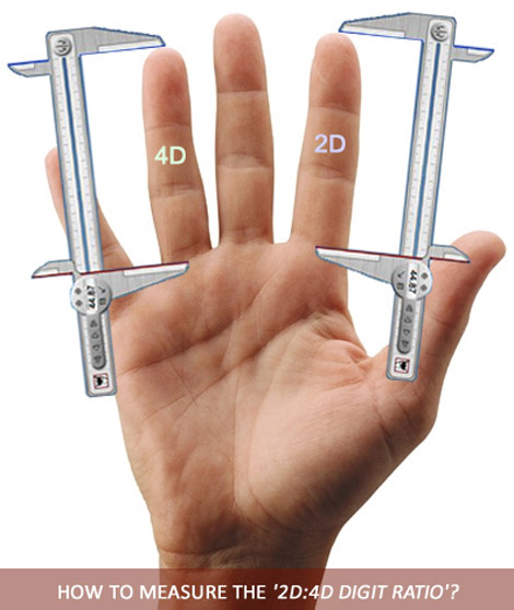 How to measure the 2D:4D digit ratio?