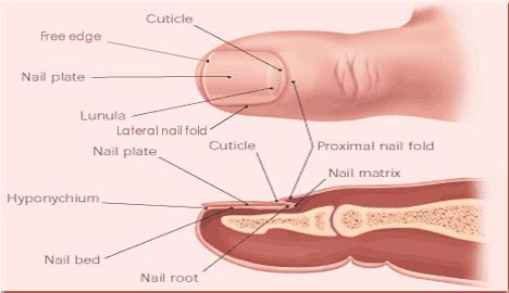 Nail Tutor Result Free Edge Shows Yellow Color Onycholysis