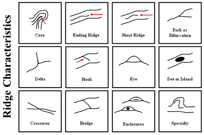 Fingerprint minutiae: ridge characteristics.