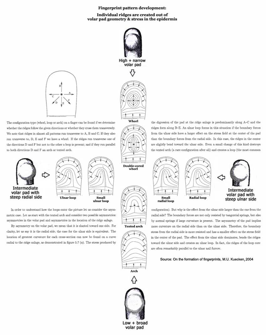 Early prenatal volar pad shape & fingerprint pattern configuration: arch, ulnar loop, radial loop & whorl.
