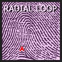 Fingerprints: radial loop type.