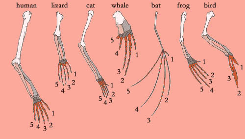 http://www.handresearch.com/hand/Evolutie/evoEngels_bestanden/tetrapoidenEngels.jpg