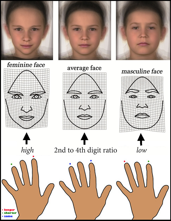 2D:4D digit ratio: finger lengths predict facial shape in young boys.