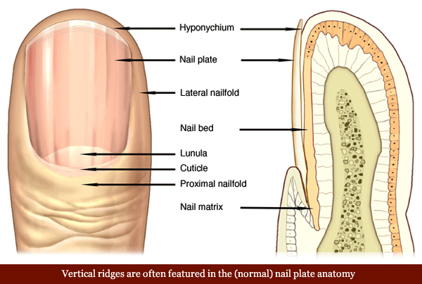 Vertical ridges in the nail plate anatomy.