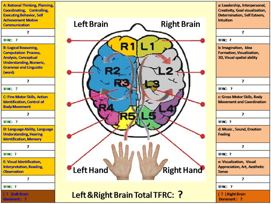 The finger-brain lobe connections according Esther Cheang.