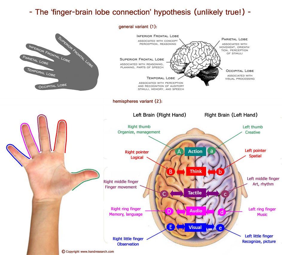 The finger-brain lobe hypothesis according Mary Lai.