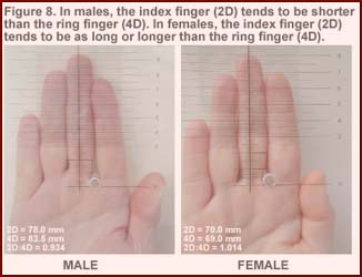 Digit ratio measurement