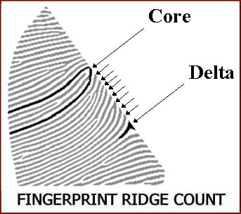 Fingerprint ridge count