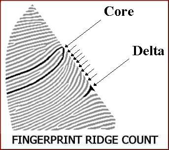 Fingerprints & life in the uterus!