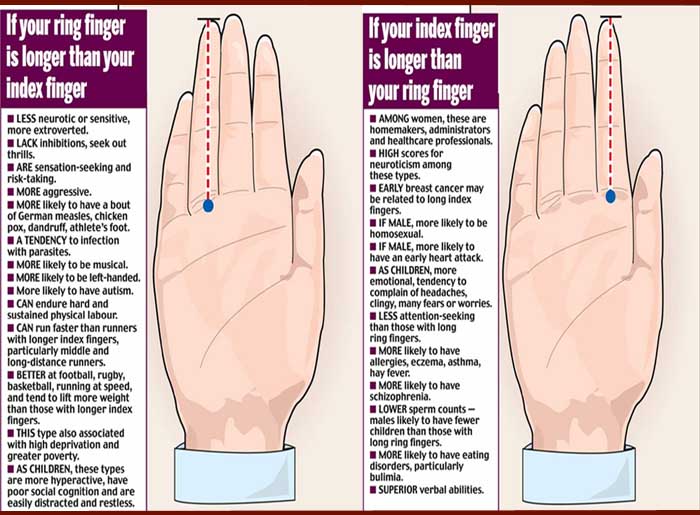What our fingers can tell us: the finger ratio