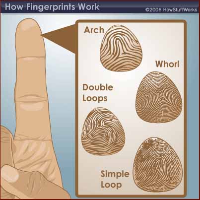 What are the basic characteristics of fingerprints?