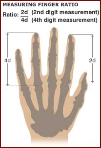 measuring digit ratio or finger ratio