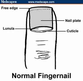 The normal fingernail