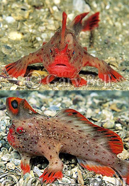 The red handfish - a.k.a. brachionichthys politus!