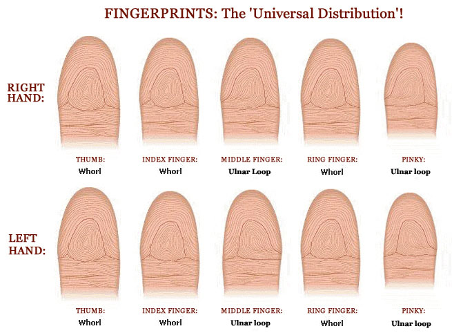 Fingerprints: the universal distribution on the 10 fingers.