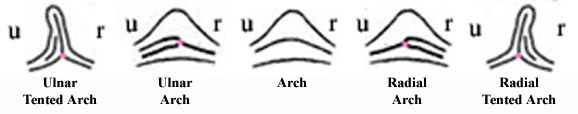 Advanced arch fingerprint pattern types.