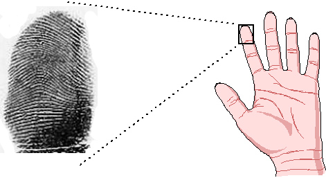 Arch fingerprint on the index finger.