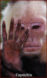 The hand of a capuchin primate!