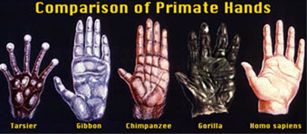 Comparison of primate hands: primates have the long ring finger.