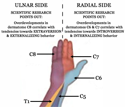 Hand dermatomes correlates with behavior.