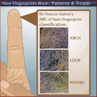 Galton's 3 basis fingerprint type patterns: whorl - loop - arch.